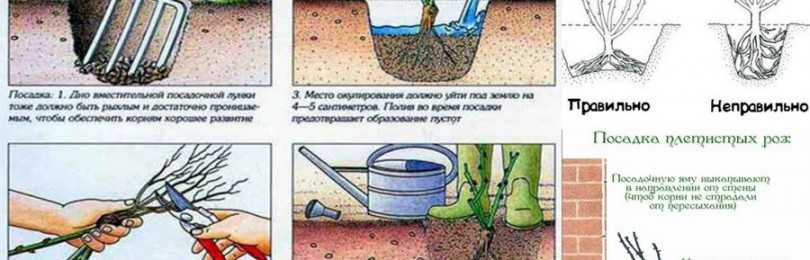 Дерен пестролистный: посадка и уход, выращивание, размножение - sadovnikam.ru