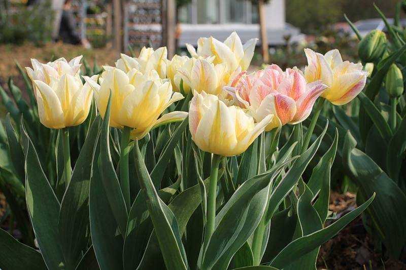 Тюльпан (tulipa) - посадка, уход, размножение