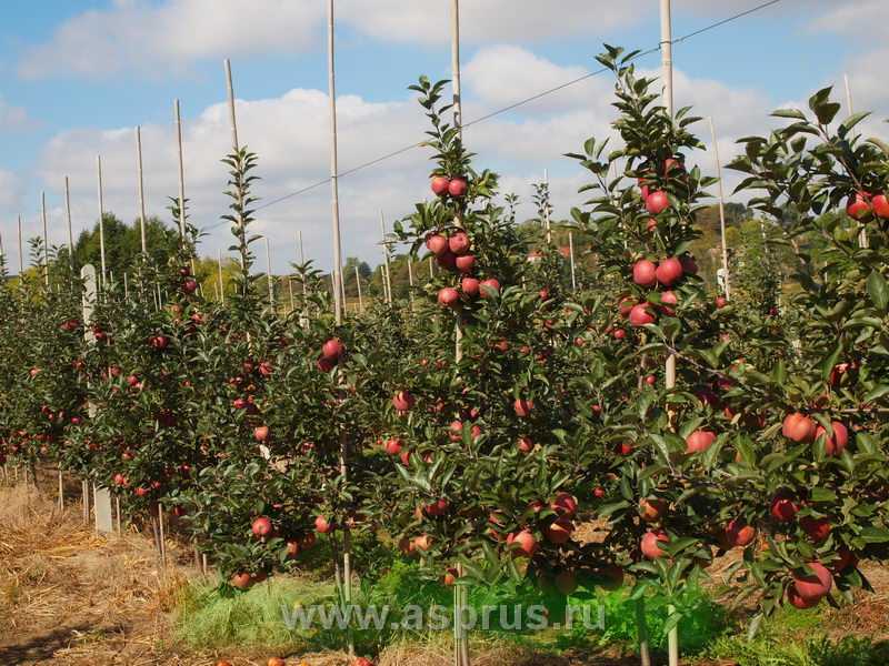 Карликовые яблони: описание сортов, посадка и уход
