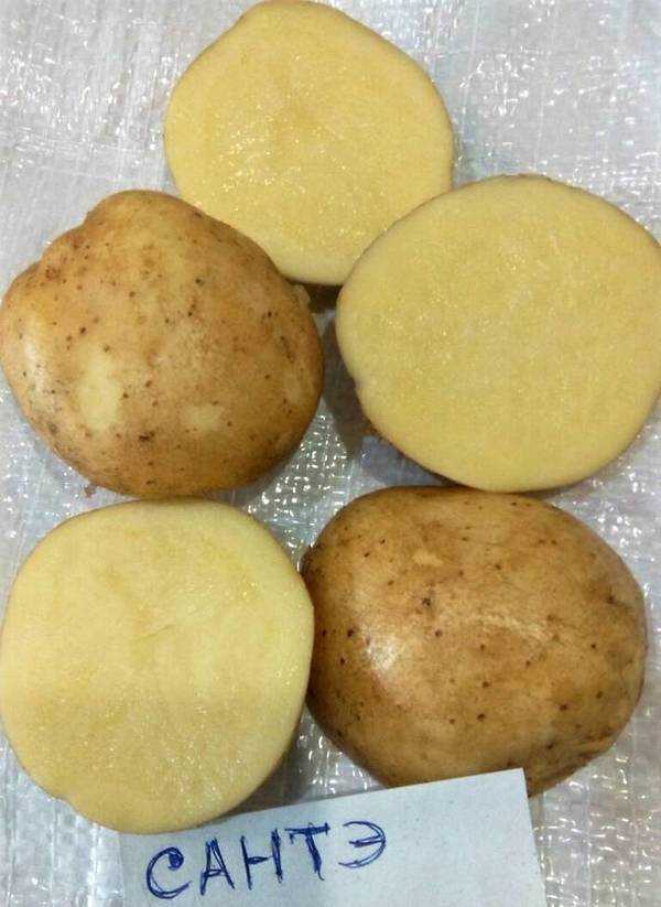 Описание и характеристика сорта картофеля санте, правила посадки и уход