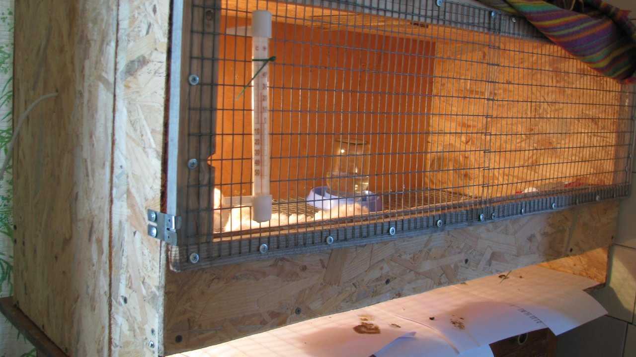 Бизнес на индюках: пошаговое руководство, готовые расчеты