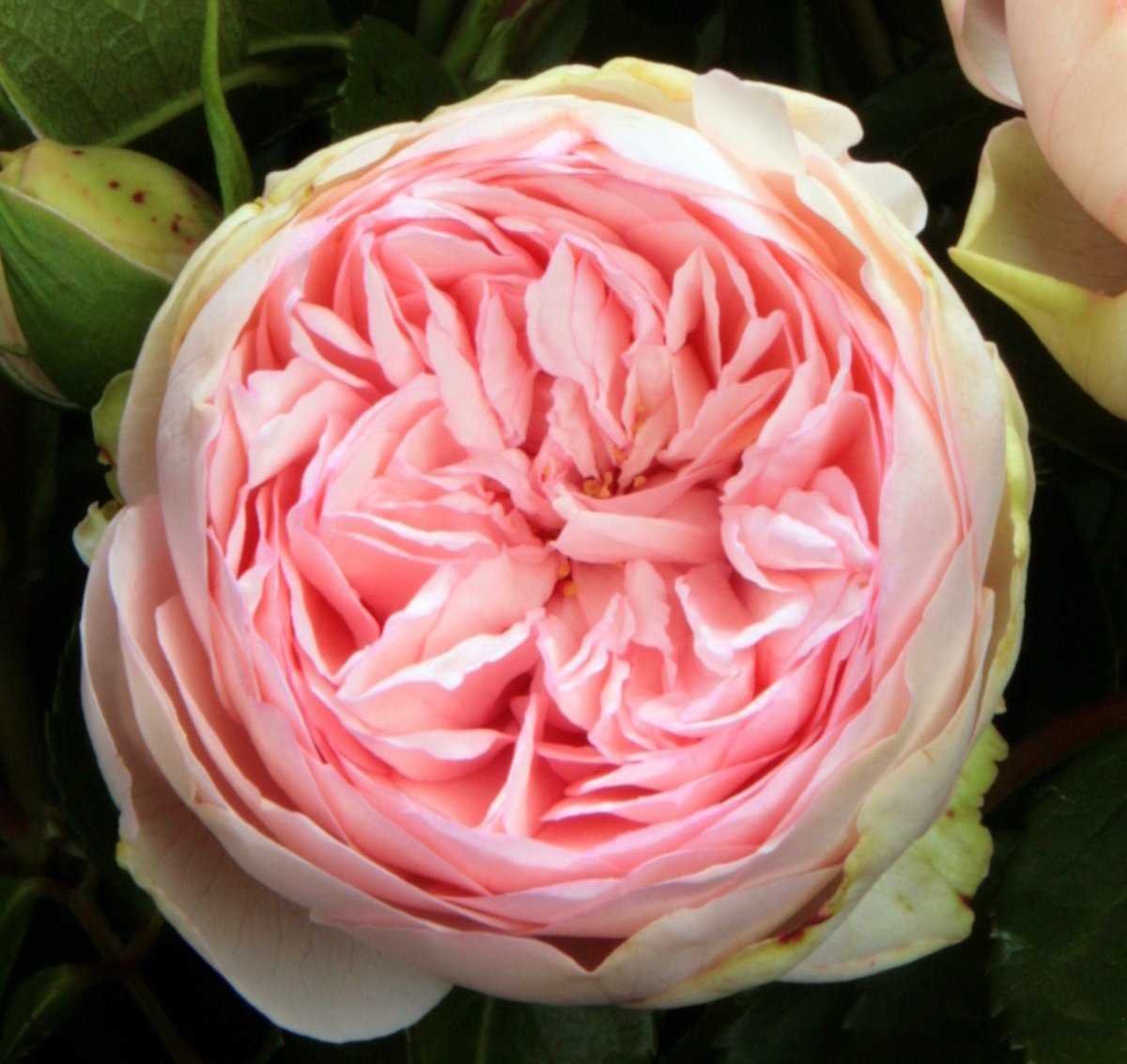 Полиантовые розы: описание 11 сортов, особенности выращивания из семян в домашних условиях | (75+ фото & видео) +отзывы