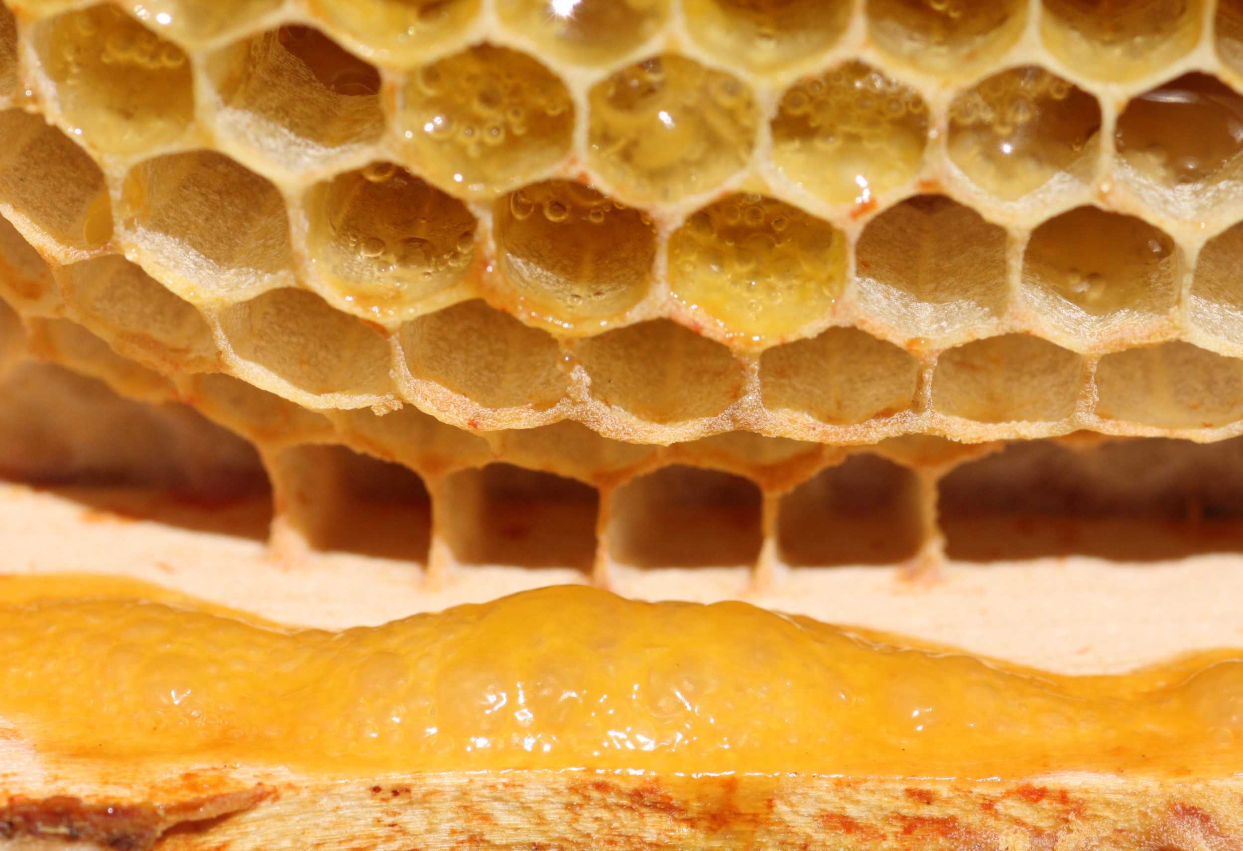 Terraria пчелиный воск фото 73