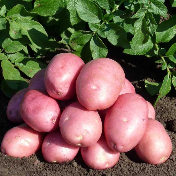 Картофель ароза: описание и характеристика сорта, урожайность с фото