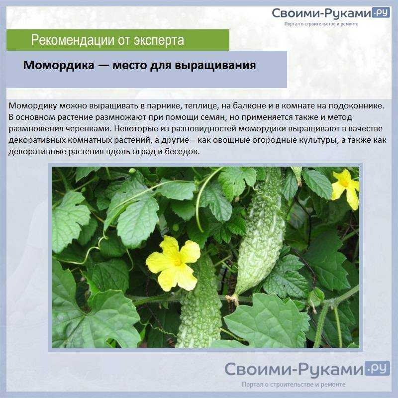Выращивание момордики из семян, уход и применение. личный опыт