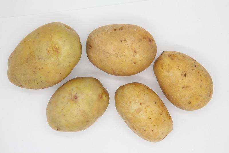 Картофель джувел: описание сорта и характеристика, урожайность, отзывы, фото