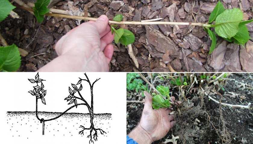 Гортензия вьющаяся/черешковая петиоларис (hydrangea anomala subsp. petiolaris):фото и описание, посадка и уход в подмосковье