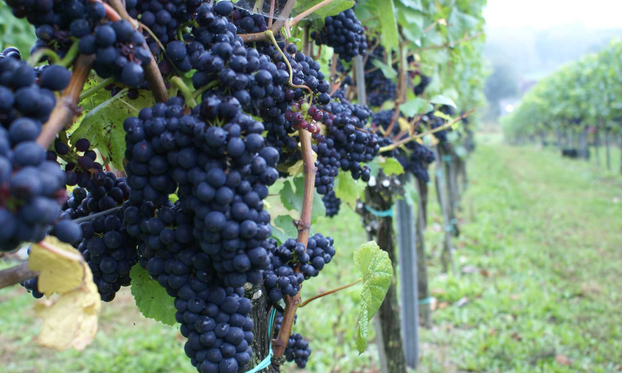 Виноград пино нуар: описание сорта, фото, отзывы, видео