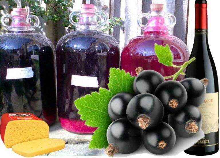 Вино из чёрной смородины в домашних условиях: простые рецепты + пропорции