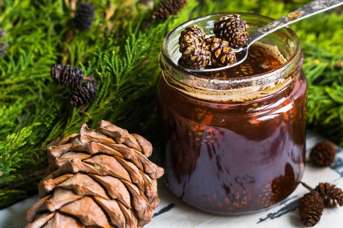 Можжевельник: польза и вред, рецепты приготовления отваров