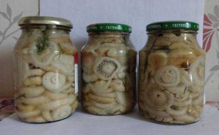 Засолка грибов холодным способом: рецепты приготовления