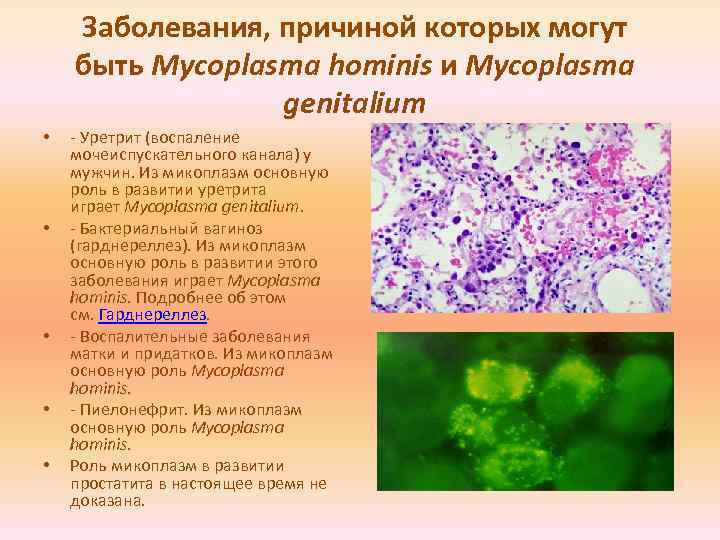 Лечение микоплазмы у мужчин. Микоплазма условно патогенные микроорганизмы. Mycoplasma genitalium (микоплазма гениталиум. Симптомы микоплазмы гениталиум.