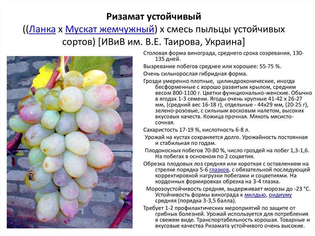 Виноград белое чудо: характеристика и описание сорта, посадка и уход