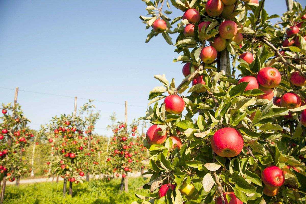 Карликовые яблони: сорта, отзывы, как садить и ухаживать