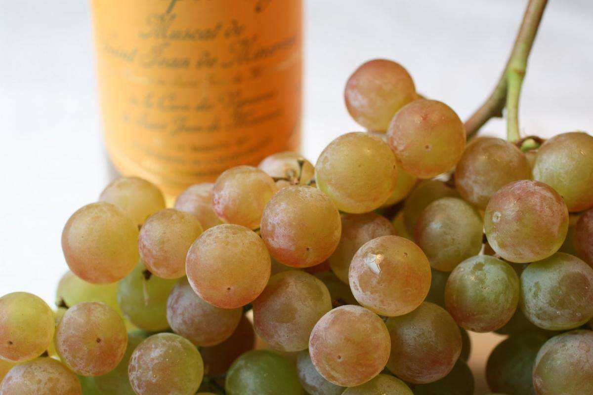 Лучшие сорта белого винограда (фото, описание)