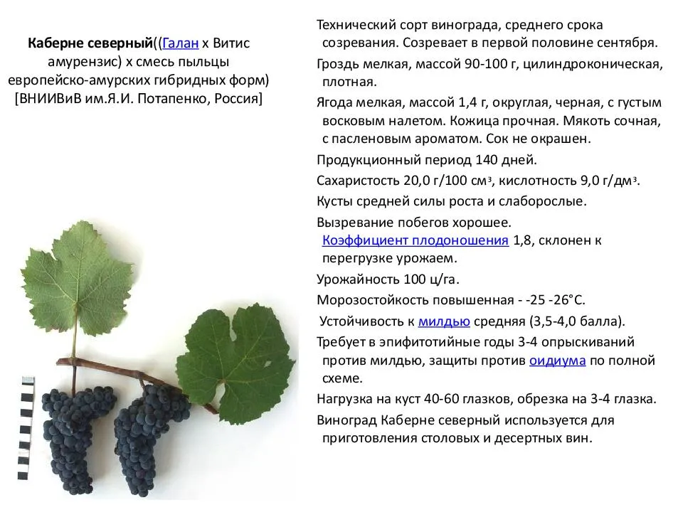 Виноград «красотка»