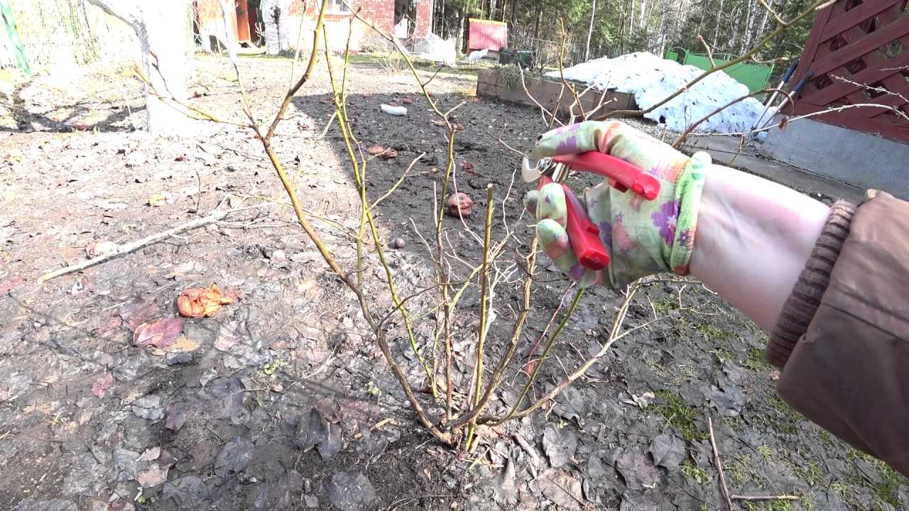 Обрезка голубики весной для начинающих в картинках пошагово