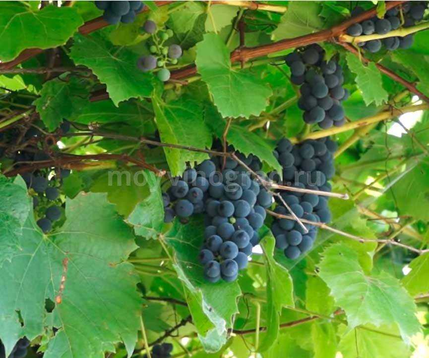 Виноград альфа: селекция, описание сорта, посадка и уход, достоинства, отзывы