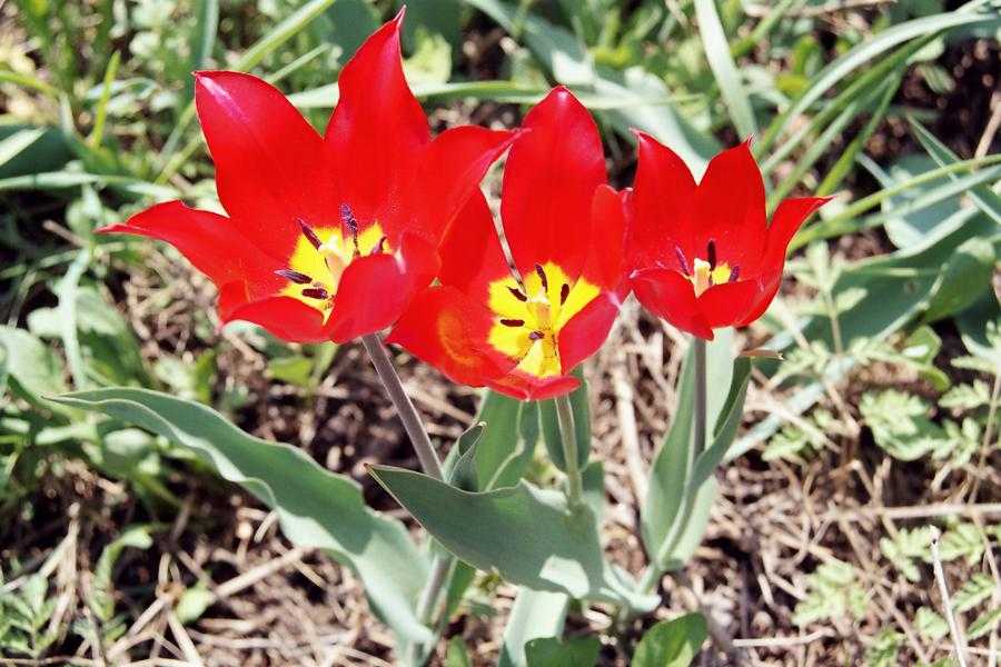 Красная книга шренка. Тюльпан Шренка. Тюльпан Геснера. Tulipa gesneriana l.. Тюльпан Ге́снера.