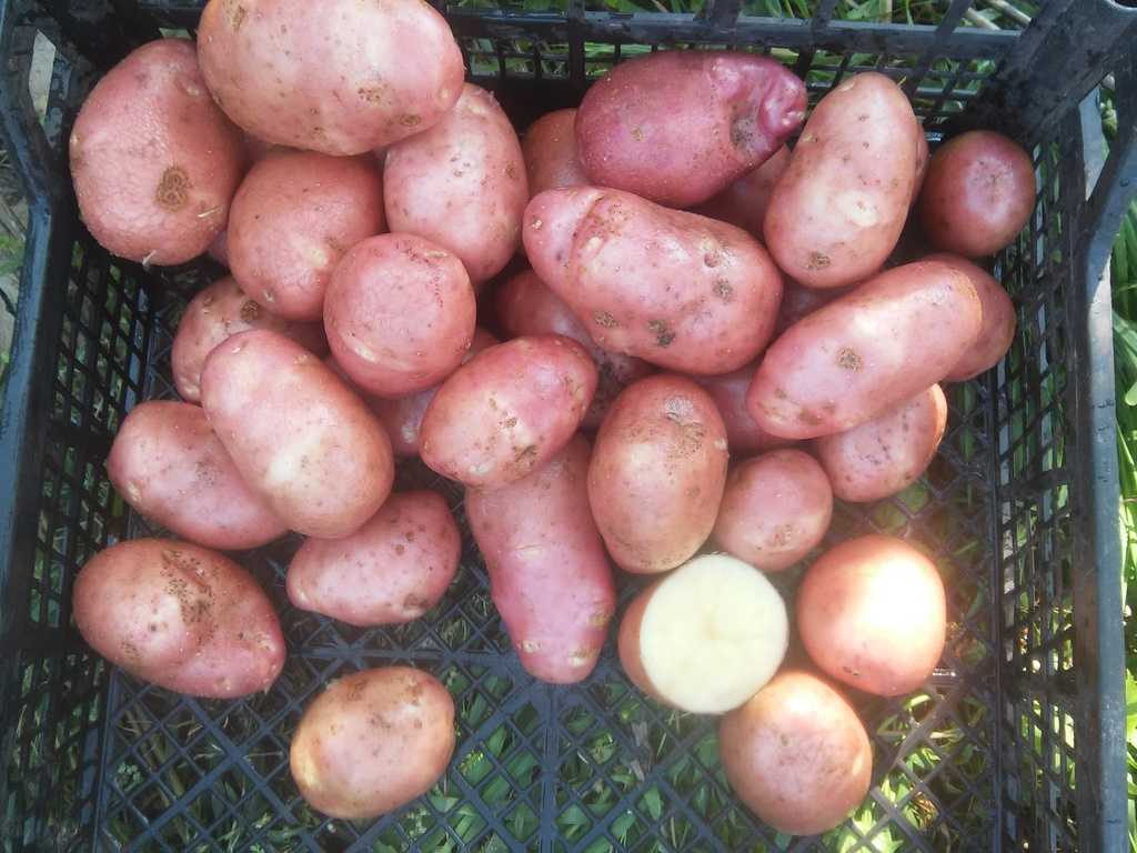 Картофель киви: описание сорта, фото, отзывы, правила выращивания