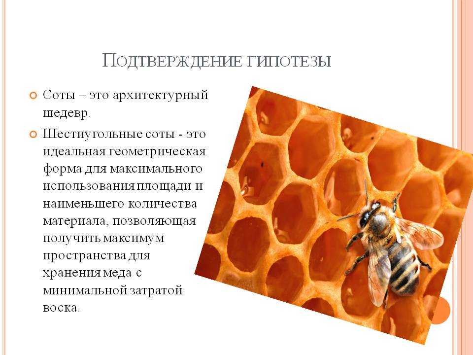 Соты: назначение, состав и полезные свойства