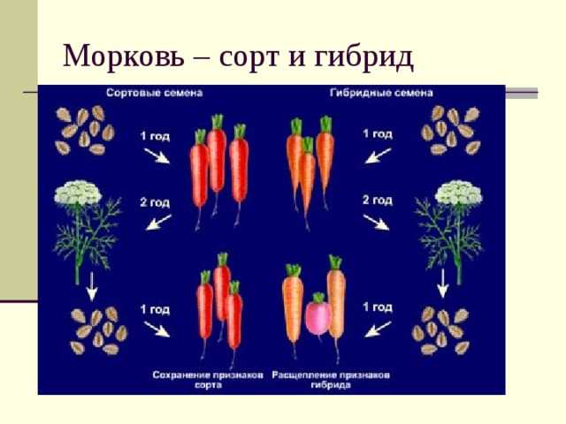 Чем отличаются гибридные. Селекция моркови. Морковь сорта и гибриды. Отличие сорта от гибрида.