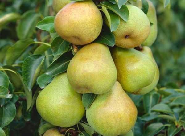 Груша бергамот - сладкий и сочный фрукт с высокой урожайностью