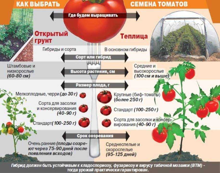 Лучшие помидоры для теплицы из поликарбоната: сорта и гибриды