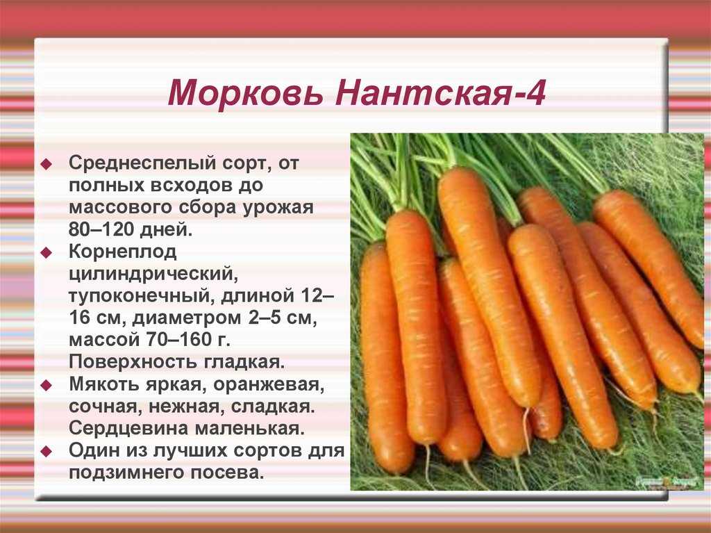 Морковь относится к группе. Сорт моркови Нантская 4. Сорт моркови Нантская. Морковь Нантская поздняя f1. Морковь Нантская 4 описание сорта.