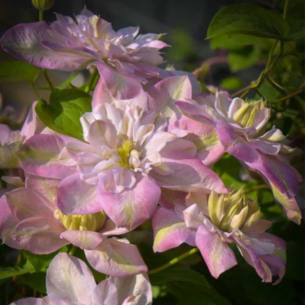 Клематисы: посадка и уход в открытом грунте, фото, когда цветут