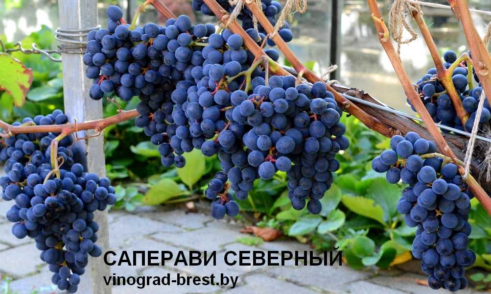 Подробное описание винограда сорта «гарольд»: характеристики, фото, отзывы