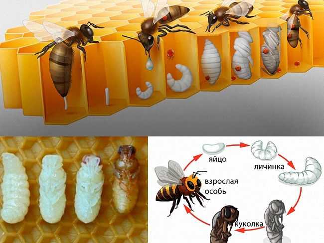 Рождение пчелы в картинках