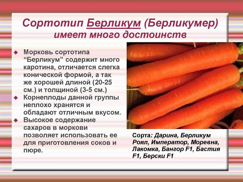 Морковь относится к группе. Сортотипы моркови таблица. Морковь Берликум Нантского сортотипа. Морковь Проминанс f1. Описание морковь Берликум.