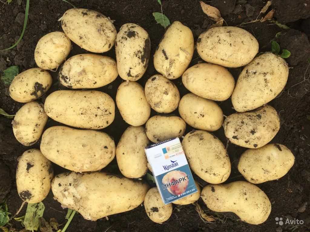 Джувел – урожайный картофель из германии, описание, плюсы, минусы, инструкция по выращиванию