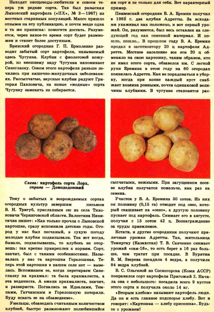 Картофель лорх: описание сорта, характеристика, правила выращивания, отзывы