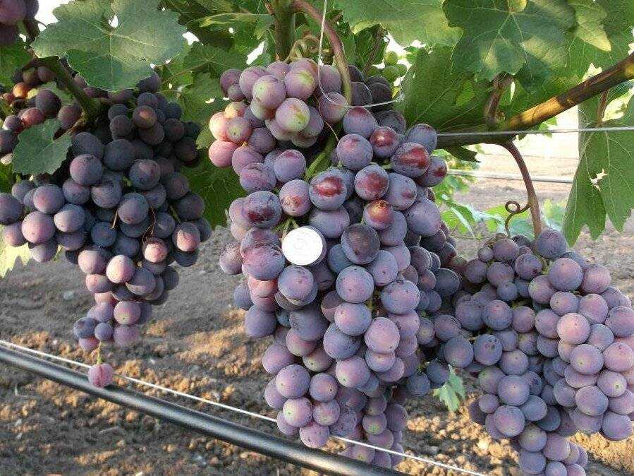 Виноград заря несветая: характеристика и описание сорта, посадка и уход