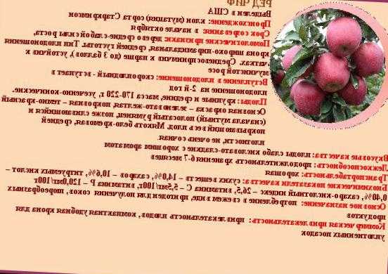 Яблоня ред чиф:топ советы по выращиванию сорта, описание, фото