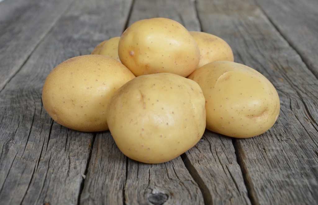 Сорт картофеля санте