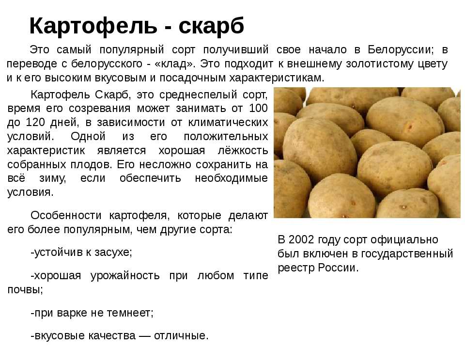 Российские сорта картофеля: фото, описания • удачный проект