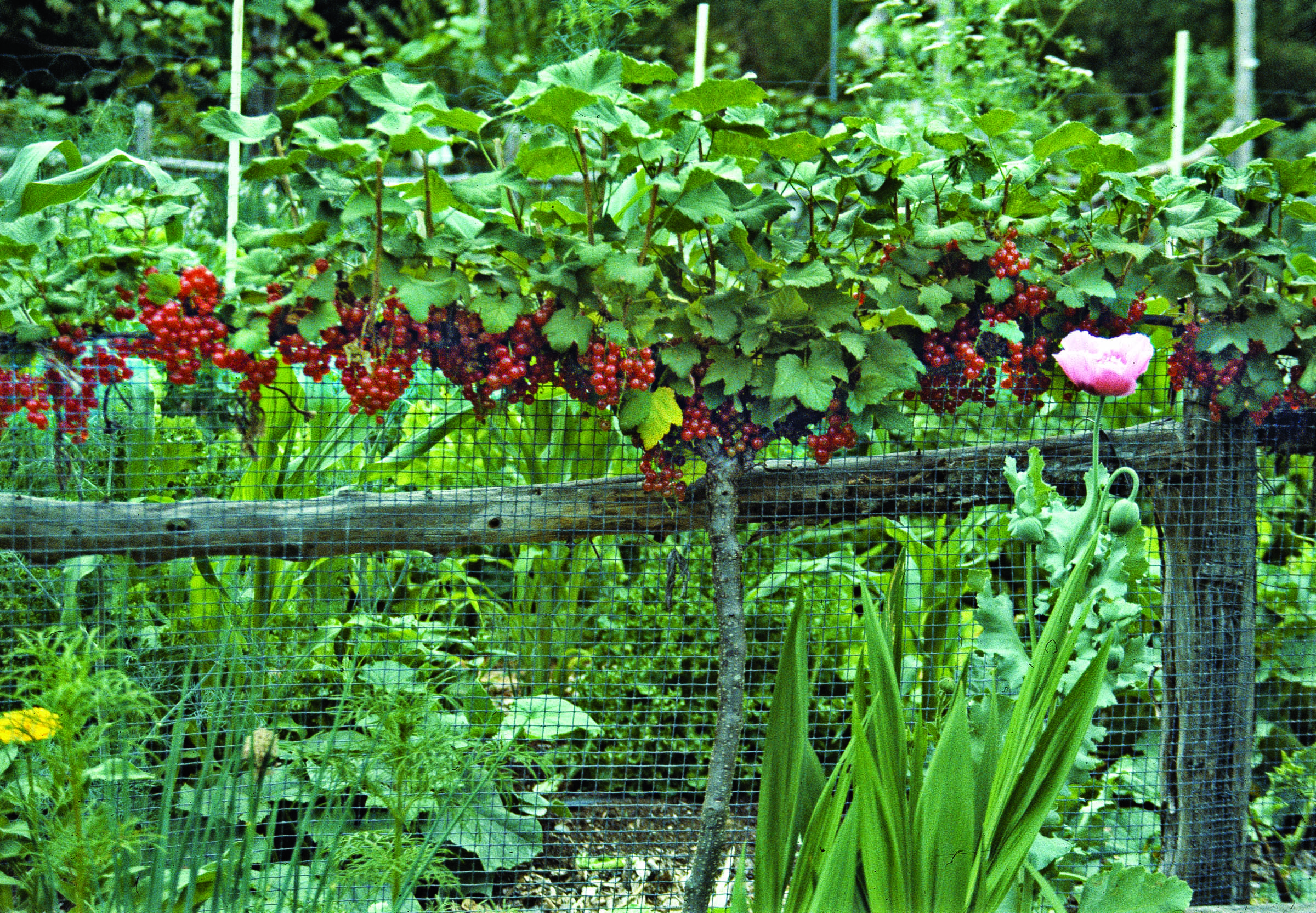Красная смородина: выращивание, виды и сорта