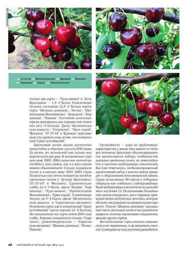 Вишня дюк Кормилица: особенности выращивания вишнево-черешневого гибрида Как ухаживать за культурой, достоинства и недостатки