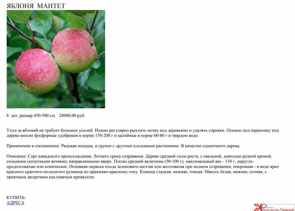 Яблоня «глостер»: описание сорта и правила культивирования
