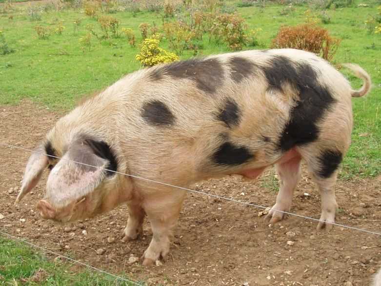 Описание породы свиней пьетрен, правила разведения, рекомендации по составлению рациона