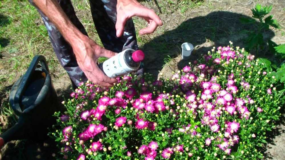 Хризантемы в саду: особенности выращивания в открытом грунте - sadovnikam.ru