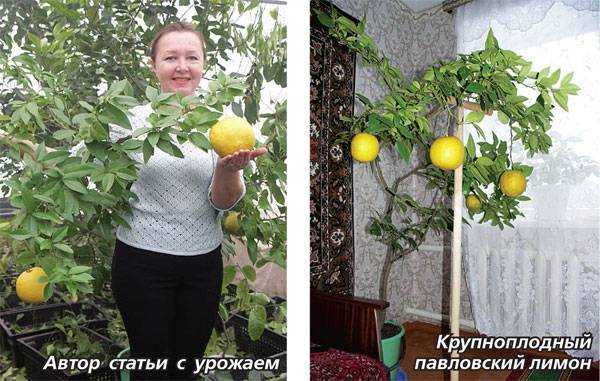 Павловский лимон: уход в домашних условиях, описание сорта павлова, история, способы размножения, формирование, как ухаживать, фото