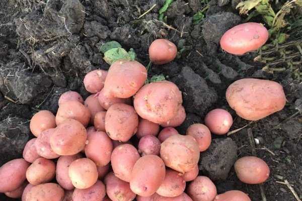 Картофель ред соня: описание сорта, фото, отзывы