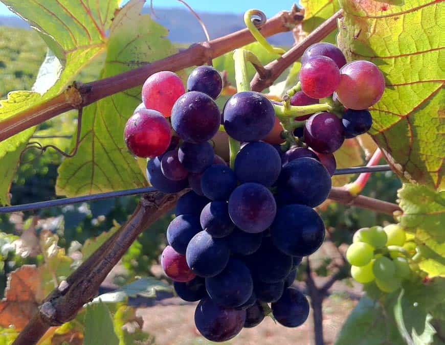 Описание и особенности винограда сорта пино нуар, посадка и уход