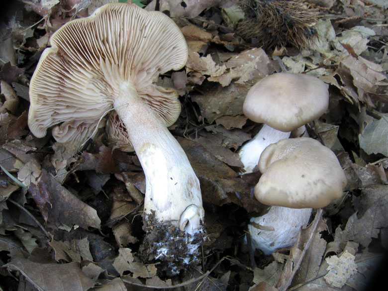 Энтолома ядовитая (розовопластинник), ее отличия от других грибов
