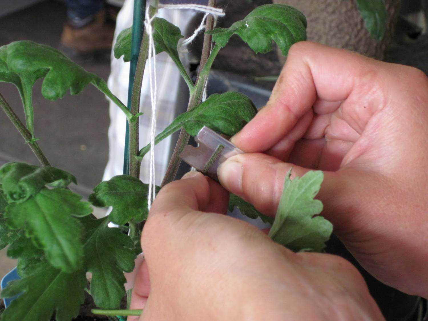 Размножение хризантем черенками. как это делать? | полезные советы на все случаи жизни