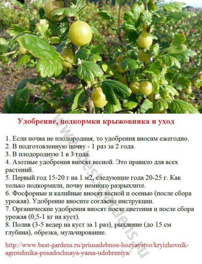 Крыжовник сорта консул: описание, преимущества и недостатки, уход, урожайность, фото